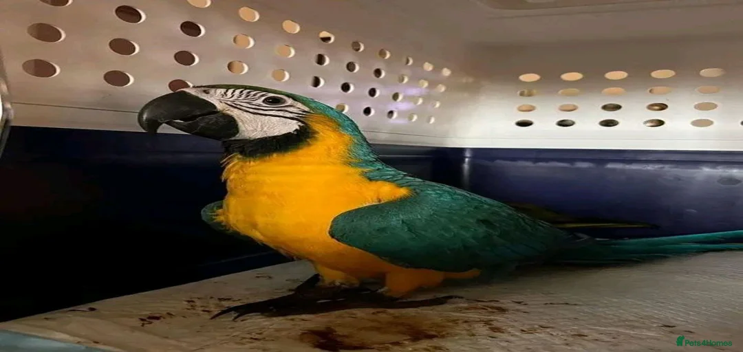 Gallery Image {{count}}