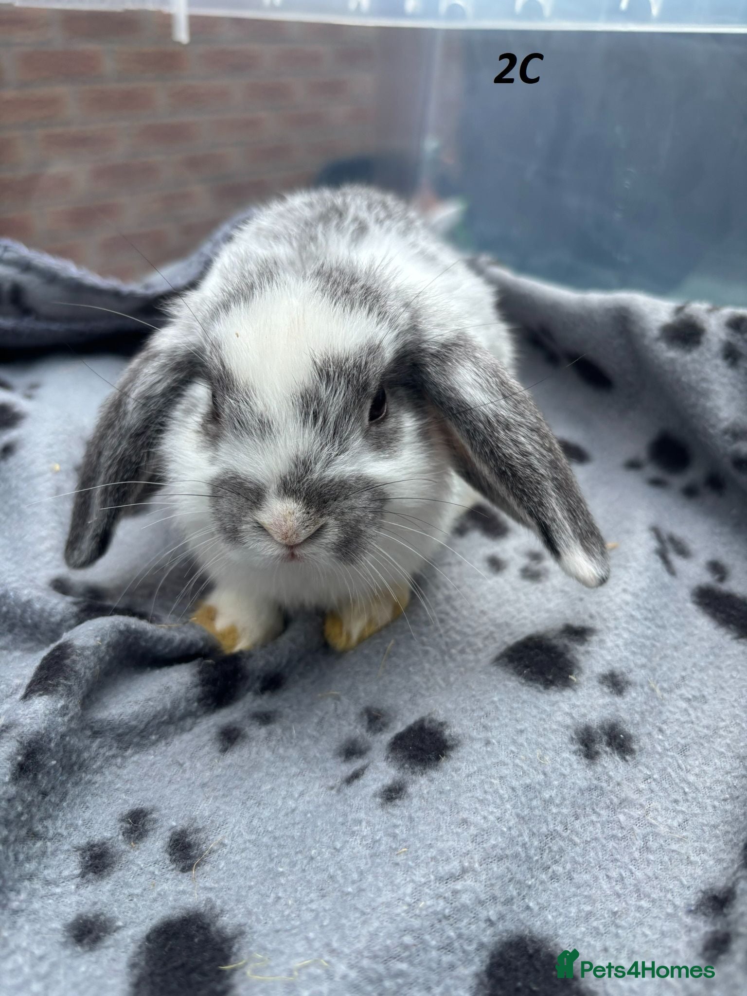 Mini Lop rabbits 🐰 Beautiful Mini Lop Baby Bunnies– Ready to go 🐰 - Advert 11