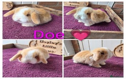 Mini Lop rabbits for sale: Gorgeous pure breed mini lops  - Image 1