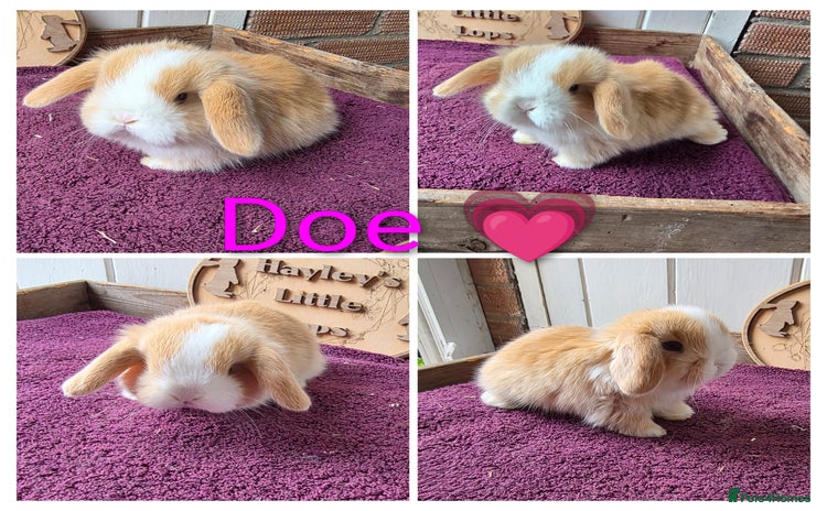 Mini Lop rabbits - Advert 3