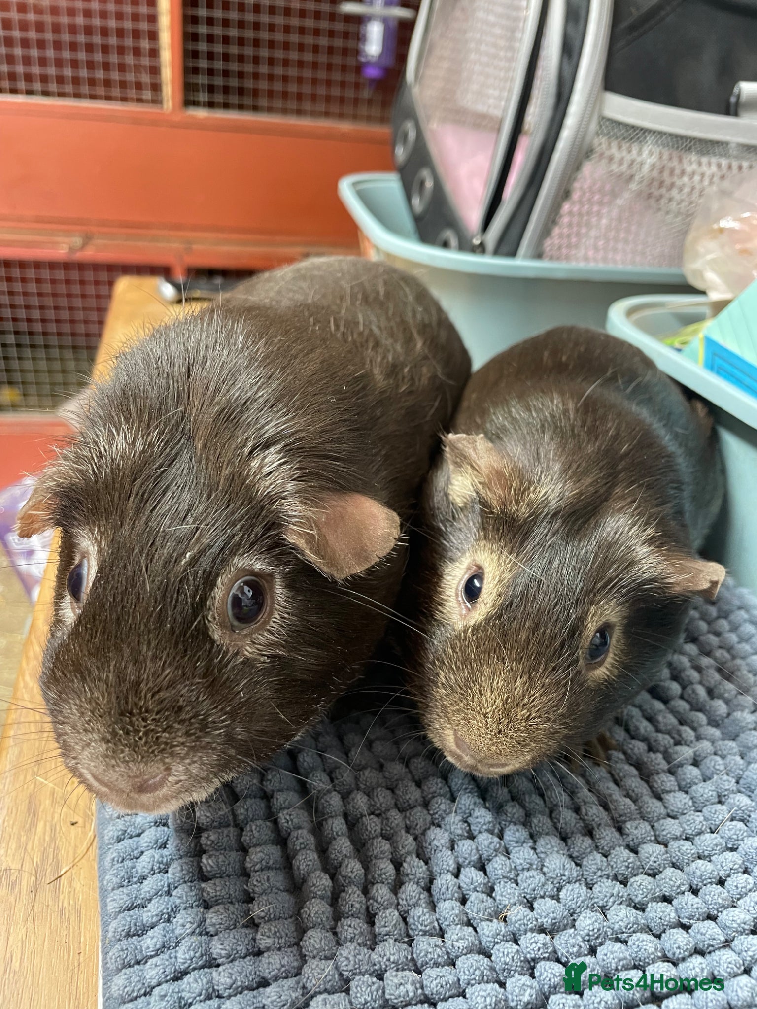 Guinea Pig rodents Two lovely Chocolate Boys - Advert 2
