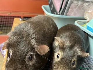 Guinea Pig rodents Two lovely Chocolate Boys - Advert 2