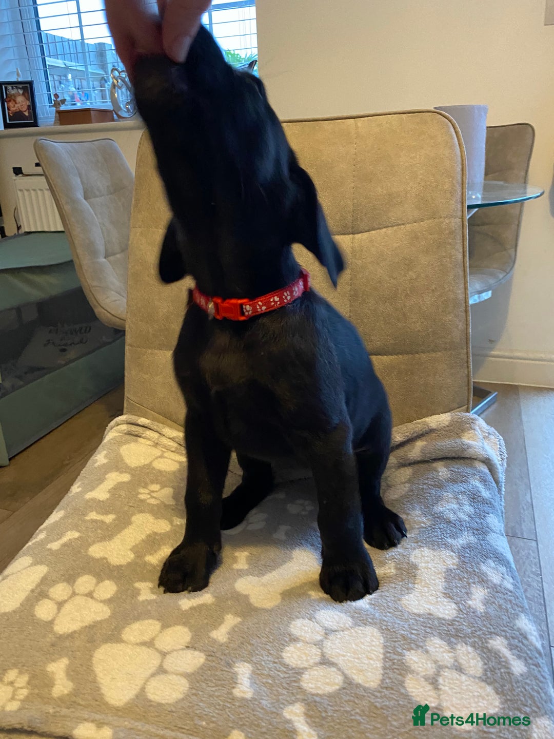 Labrador Retriever dogs for sale: Handsome Reggie needs forever family - Image 12