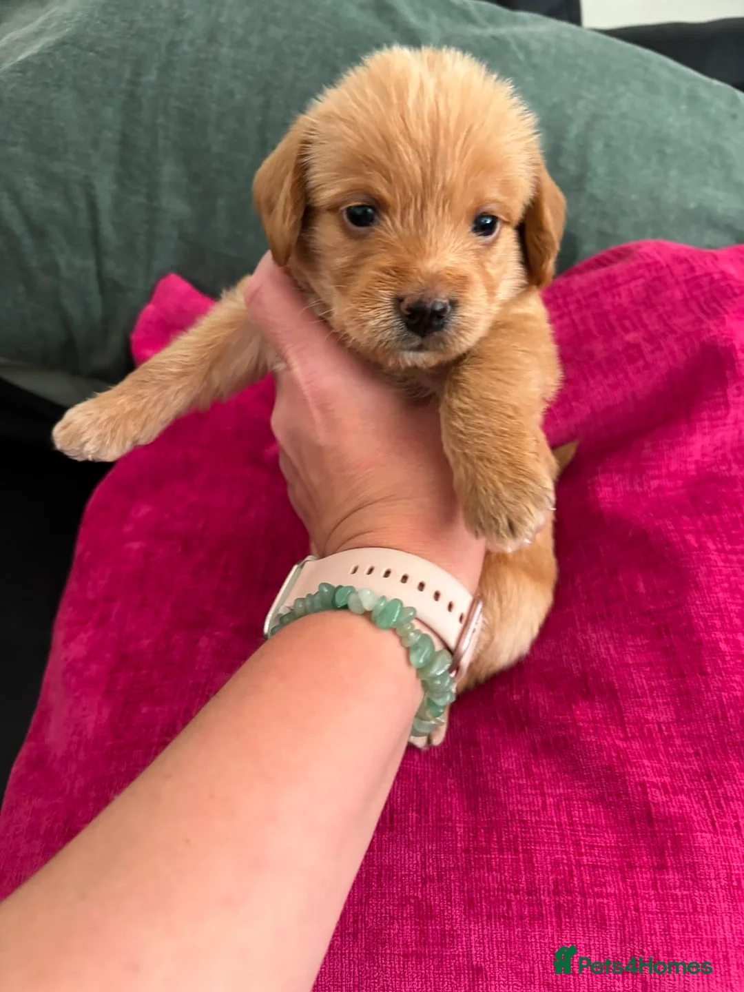 Mixed Breed dogs for sale: 7 Stunning Toy Red Poodle X PugxCockerpoo Puppies in Greenhithe - Advert 2