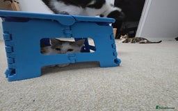 Mixed Breed cats for sale:  Blue eyes Flower pattern mark unique kitten  - Image 16