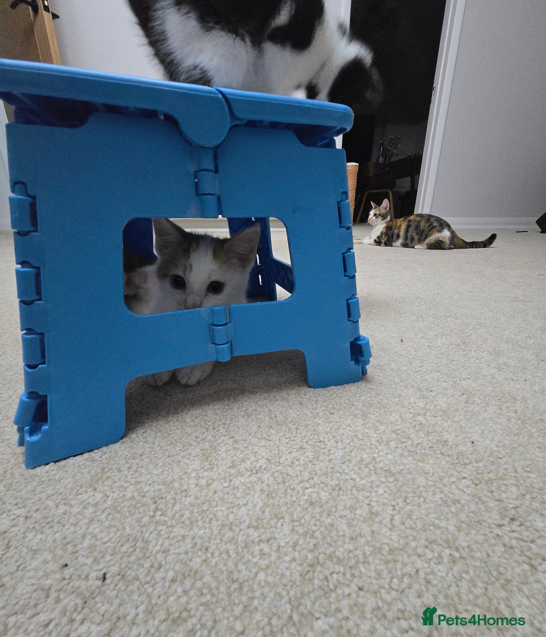 Mixed Breed cats for sale:  Blue eyes Flower pattern mark unique kitten  - Image 16