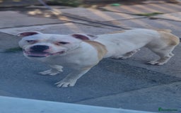 American Bulldog dogs for sale: American  bulldog  pups - Image 4