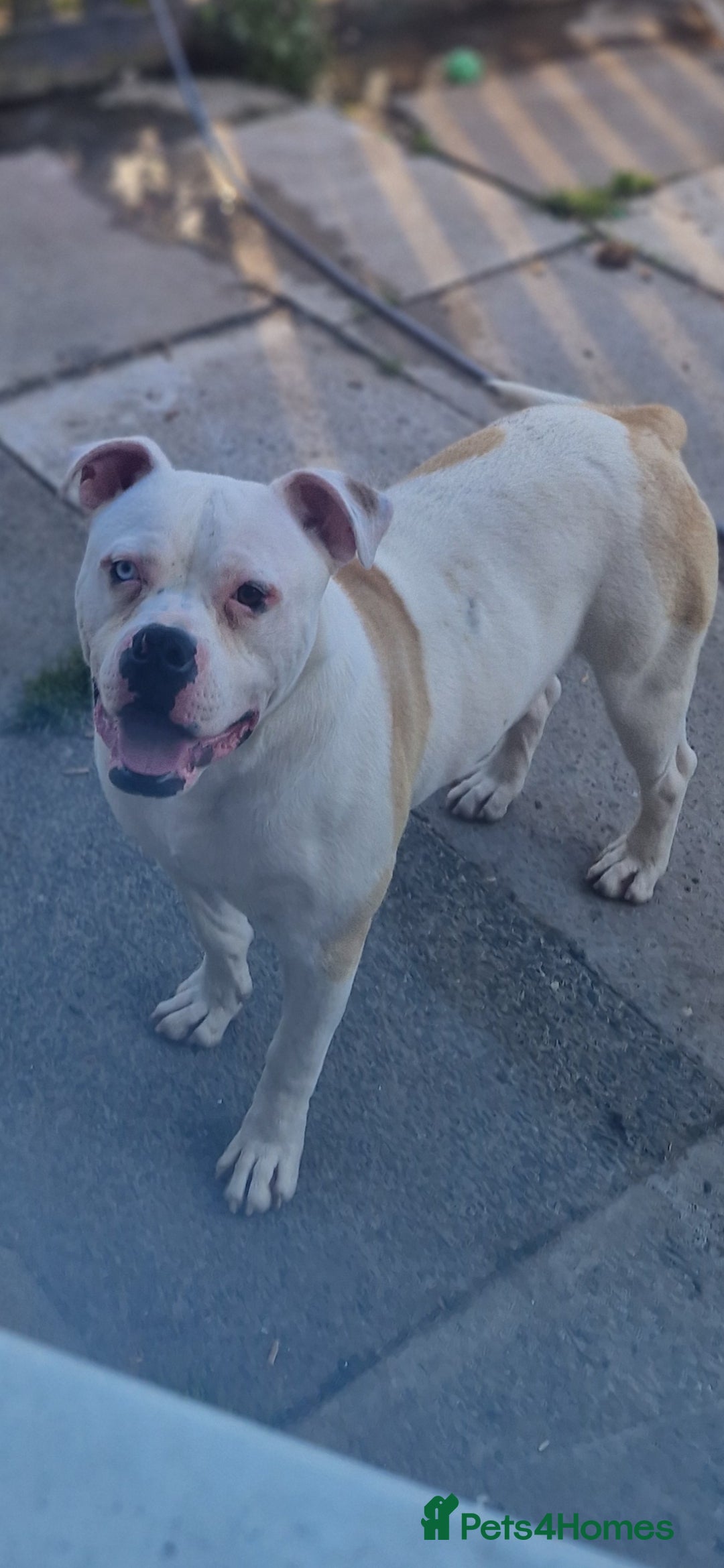 American Bulldog dogs for sale: American  bulldog  pups - Image 4