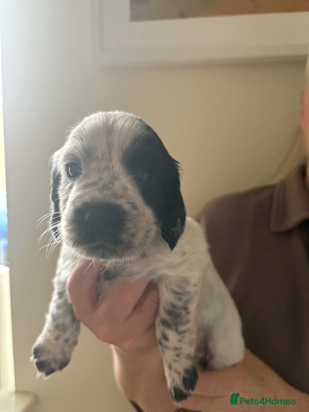 Cocker Spaniel dogs for sale: Cocker spaniel puppies  in Roslin - Advert 2