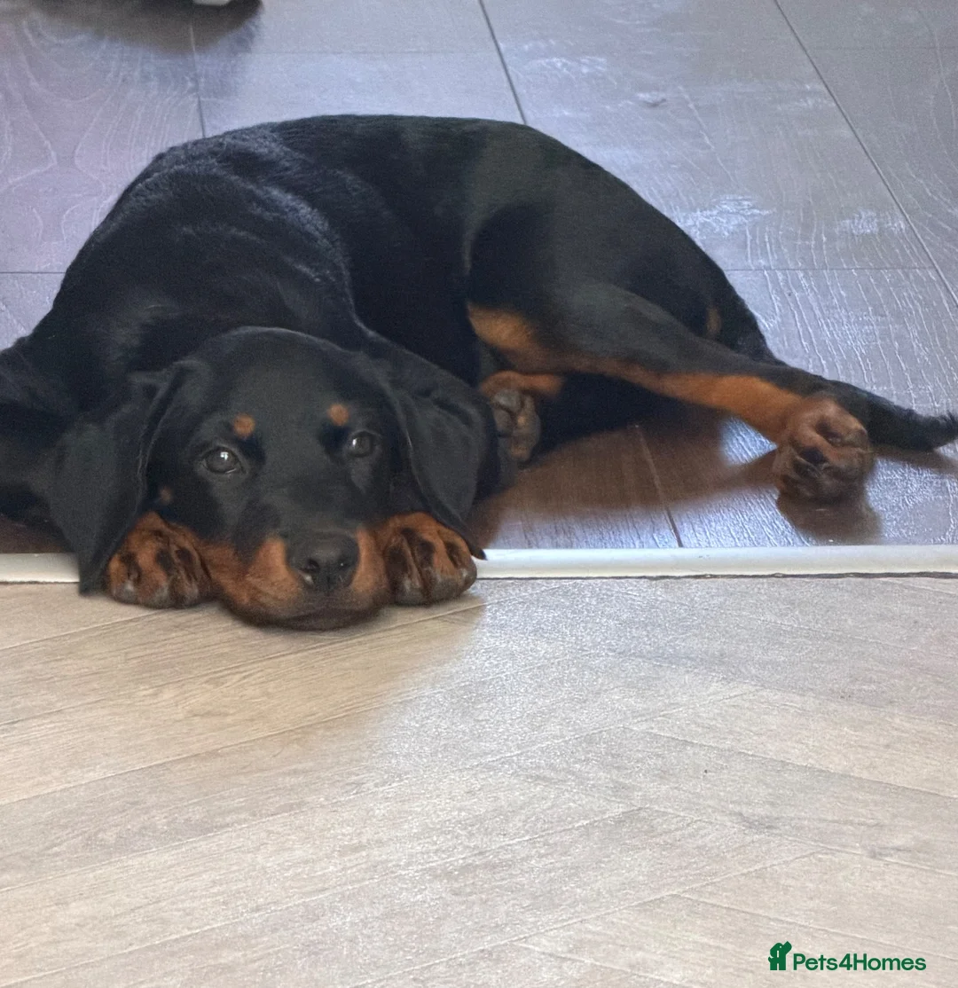 Mixed Breed dogs for sale: 7 month old puppy for sale  in Sutton-in-Ashfield - Advert 2