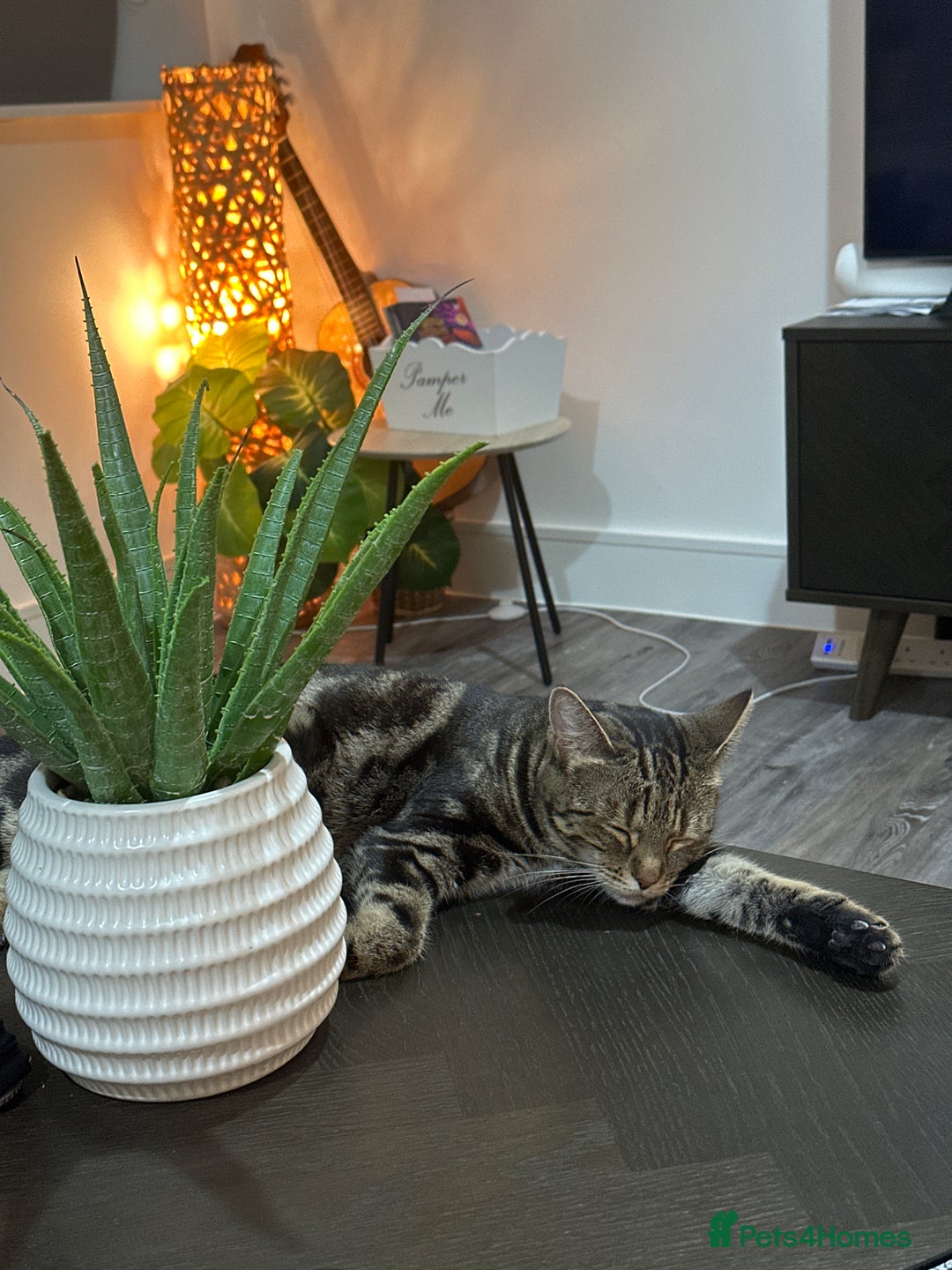 British Shorthair cats for sale: Cute kittens in Leicester - Image 6