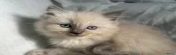Ragdoll cats for sale: Stunning Ragdoll kittens  - Advert 6