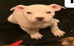 Staffordshire Bull Terrier dogs for sale: Staffordshire pups  - Advert 2
