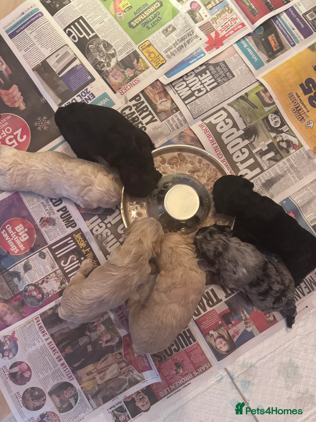 Cockapoo dogs for sale: Beautiful little of 6 cockapoo puppies - Advert 2