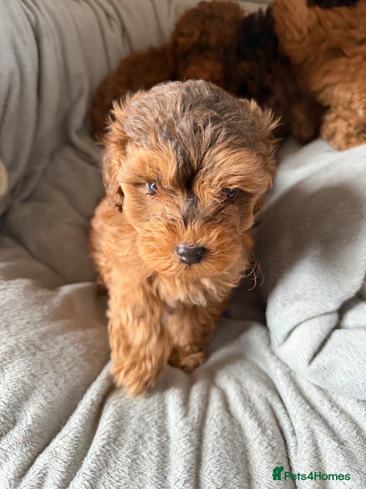Cockapoo dogs F1B Cockapoo Puppies - Advert 16