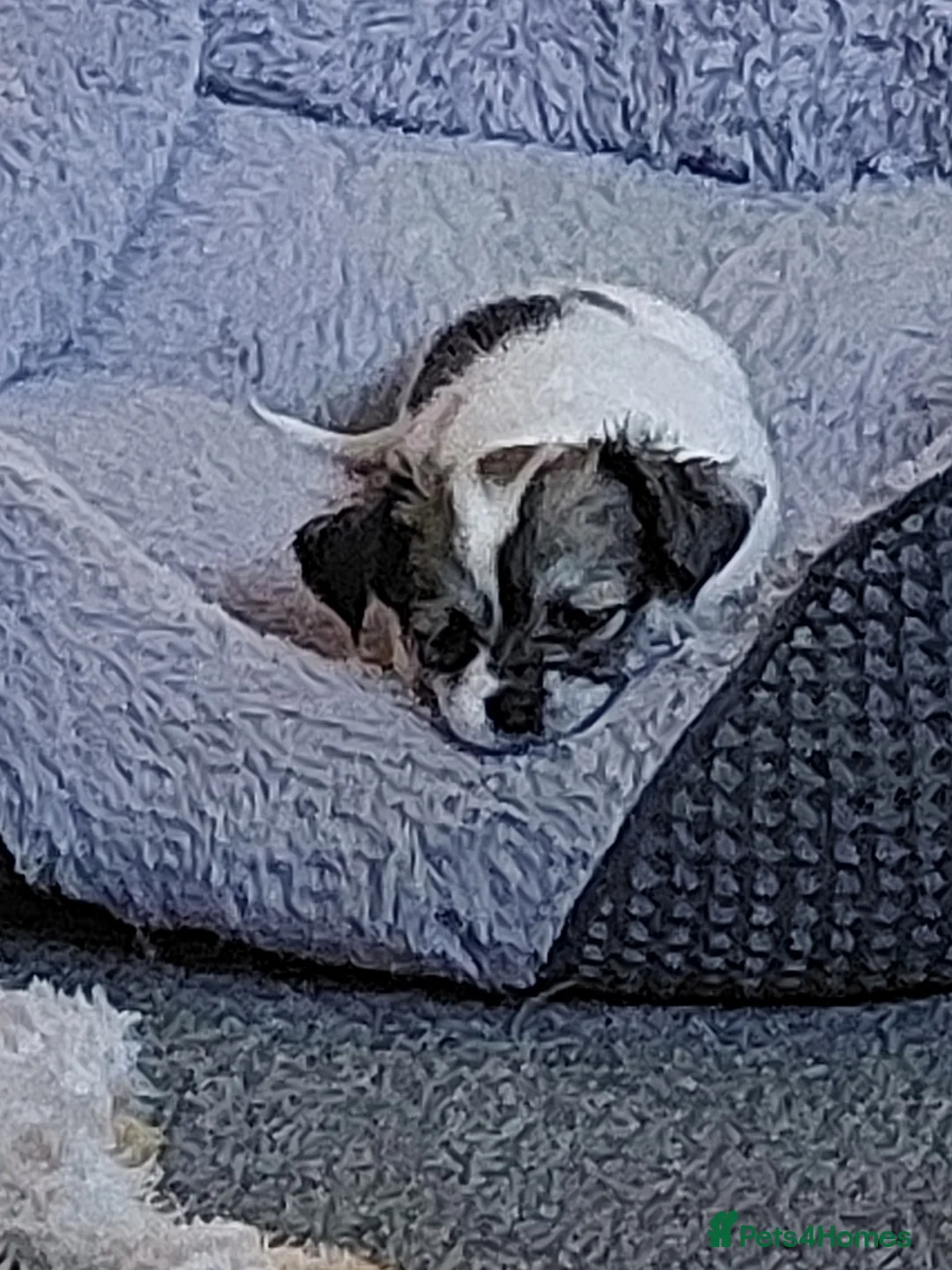 Chihuahua dogs for stud: Gorgeous long haired Boy for Stud in Coatbridge - Advert 5