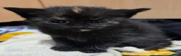 Mixed Breed cats for sale: 2 stunning kittens still available  - Advert 14