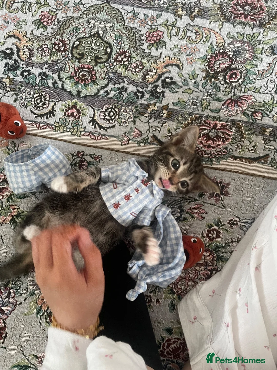 Mixed Breed cats for sale: Girl kitten 9 weeks - Advert 6