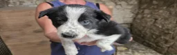 Border Collie dogs for sale: Rough coated black and white border collies pups - Advert 4