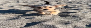 Shorkie 1