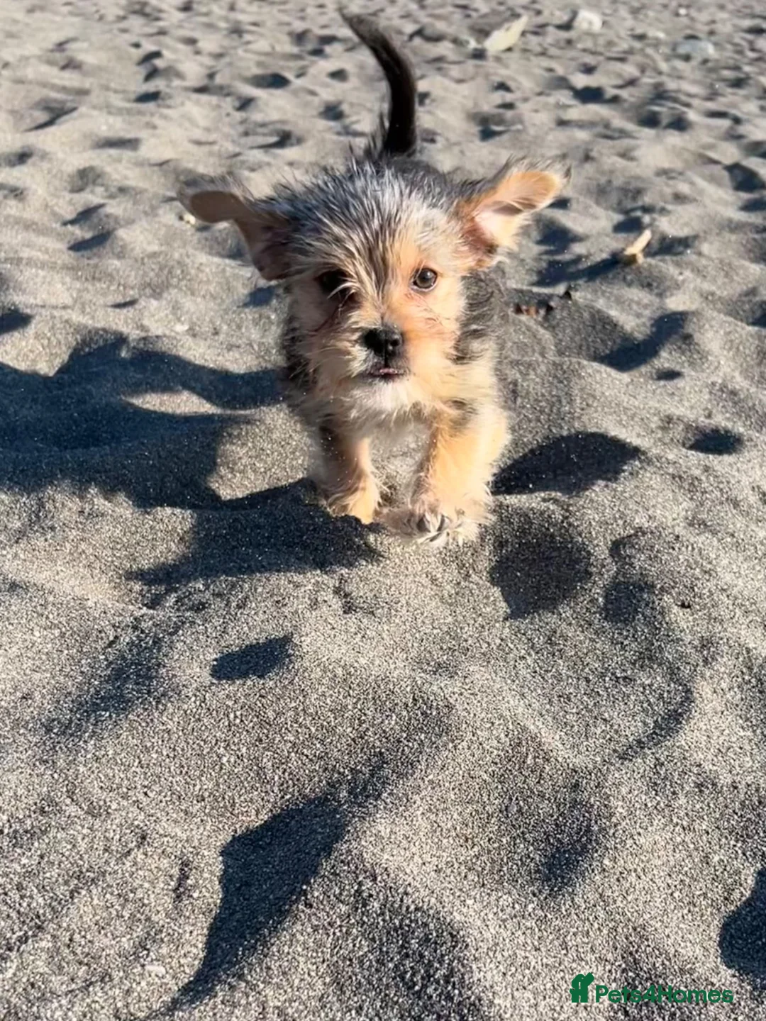 Shorkie dogs for sale: 1 year old Shorkie  - Advert 2