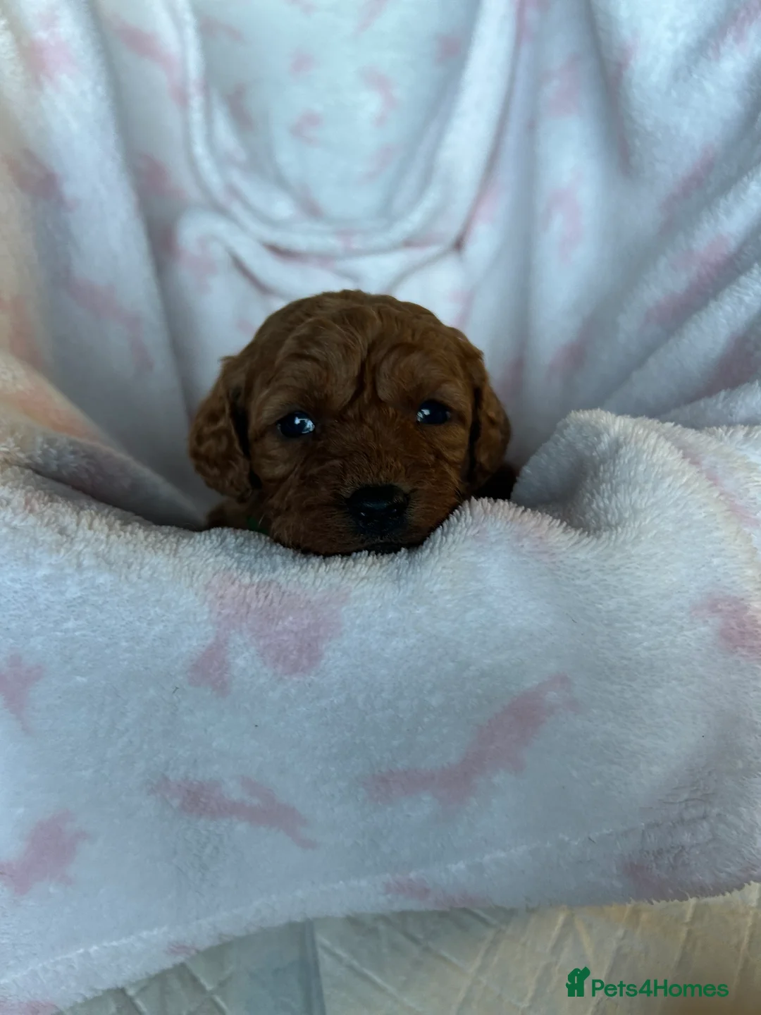 Cavapoo dogs for sale: Adventures of a curly cavapoo no further  - Advert 12
