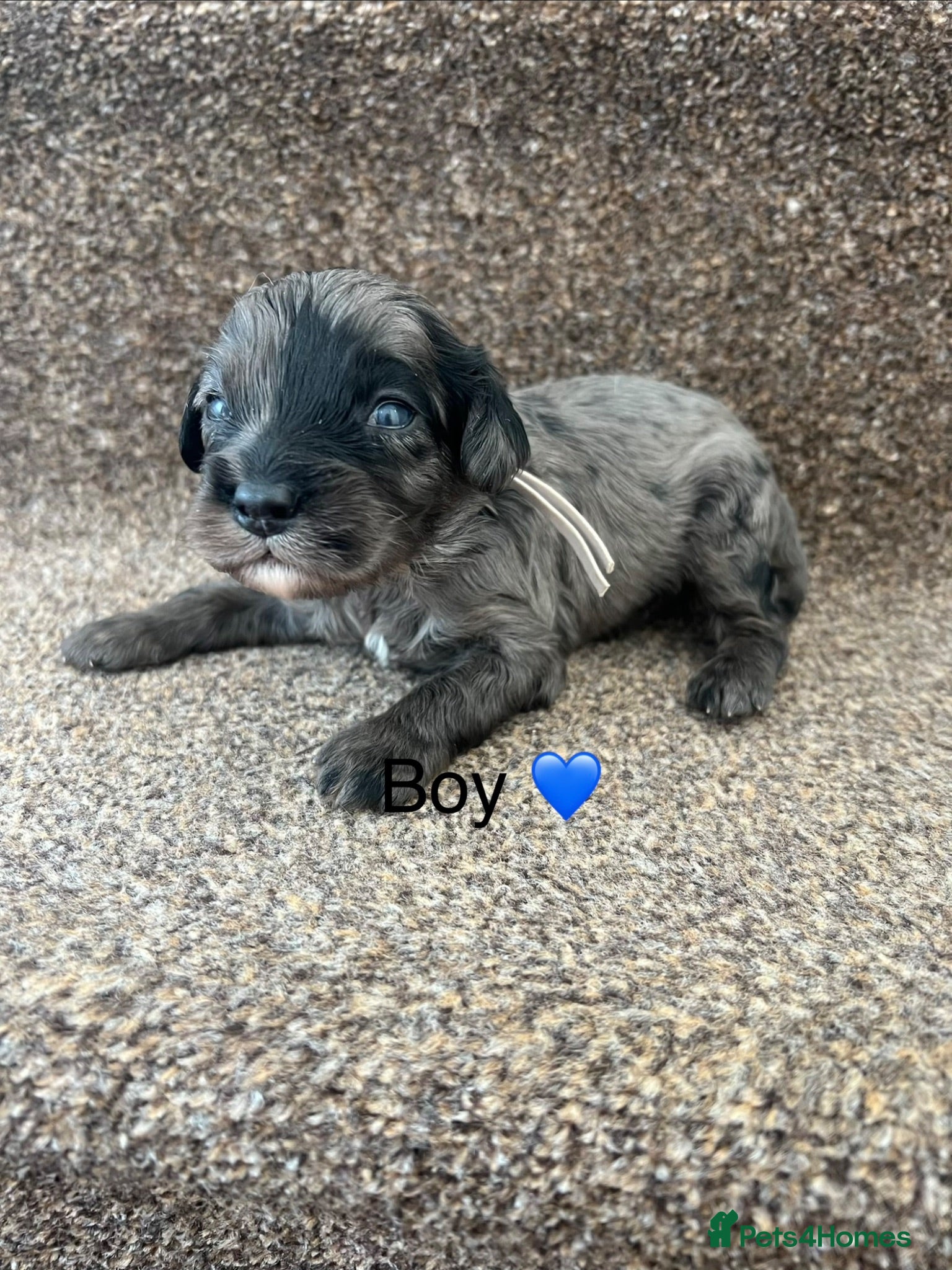Cavapoo dogs 4 beautiful cavapoos left ready in July 🐶🐶 - Advert 2