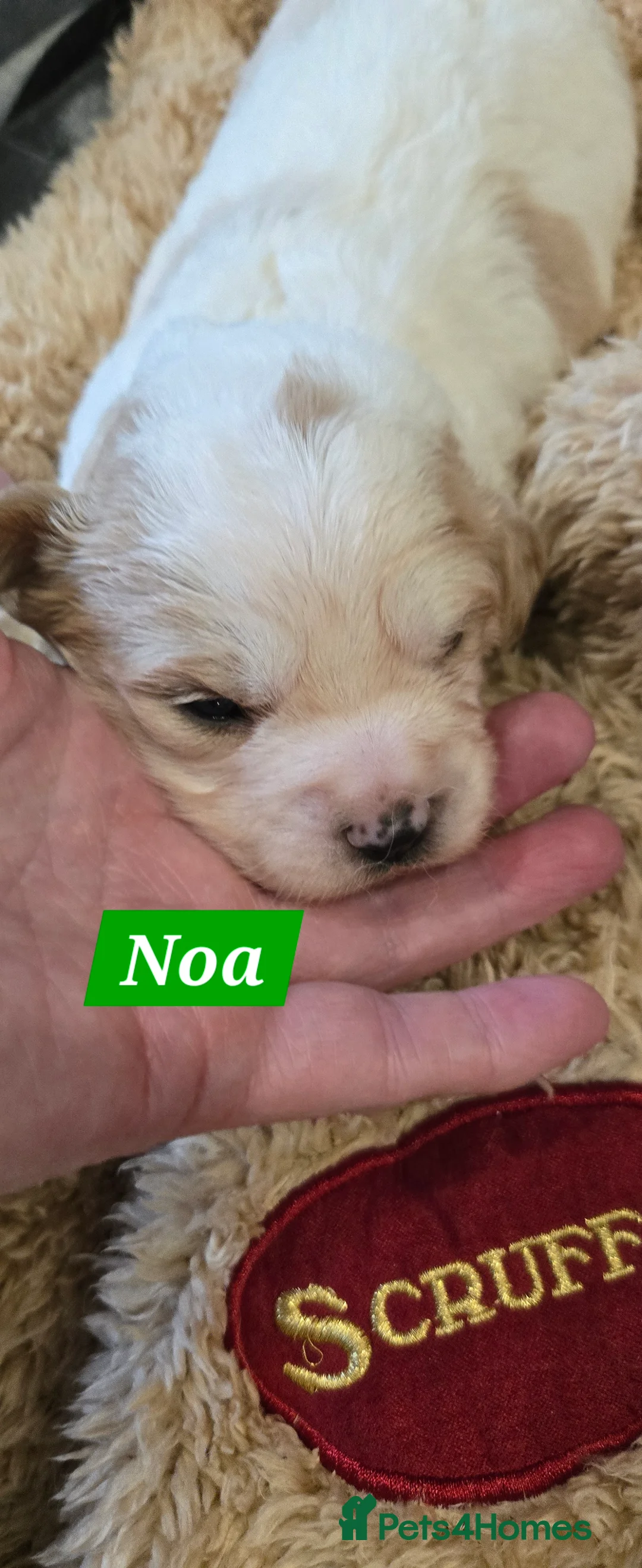 Cavachon dogs for sale: Cute cavachons - Advert 5