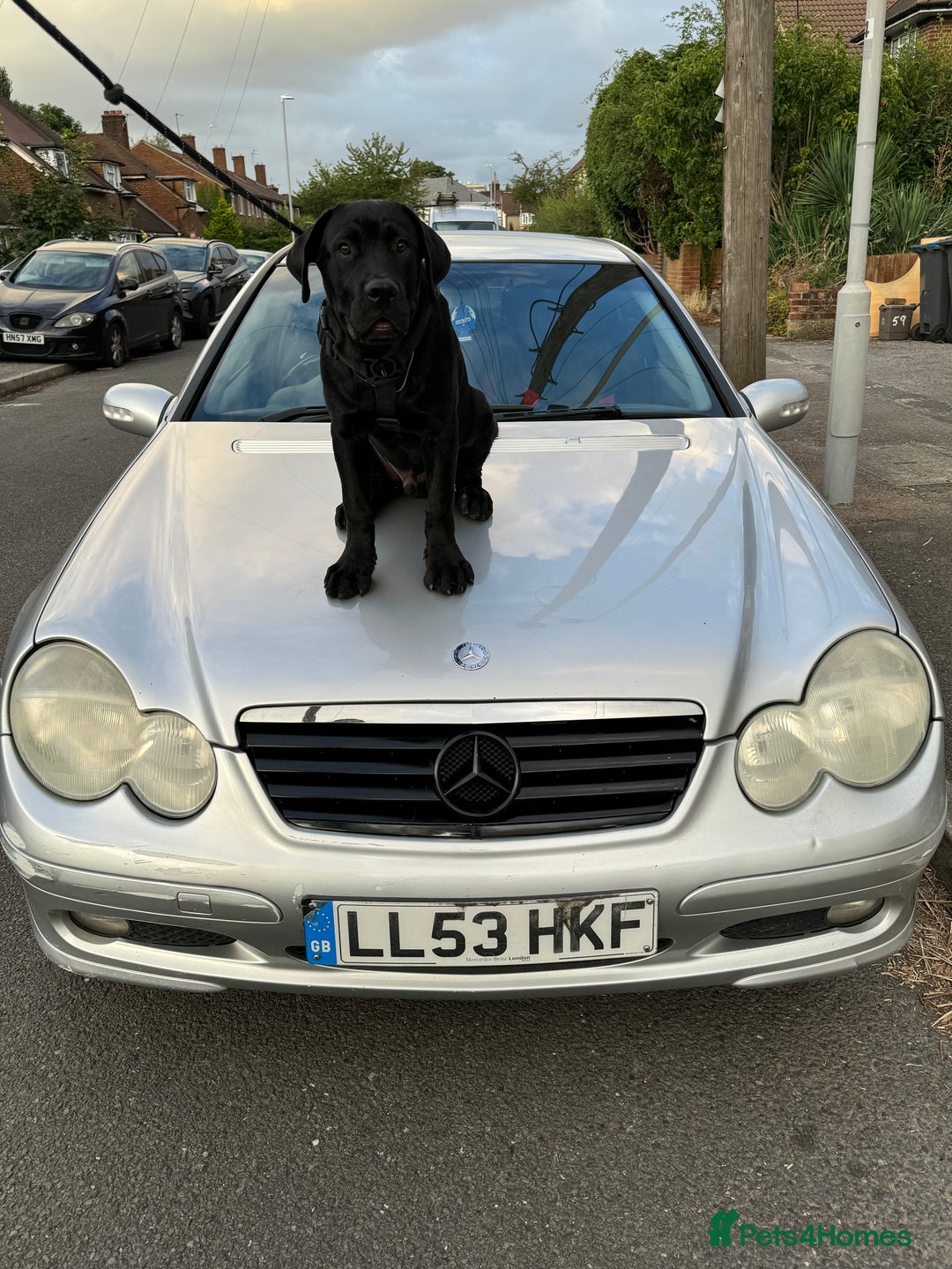 Mixed Breed dogs for sale: Presa canario rottweiler - Advert 6