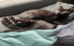 Domestic Shorthair cats for sale: Sweet and playful black Kittens - Image 2