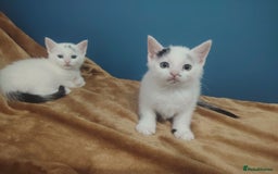 Mixed Breed cats for sale: Kittens  - Image 16