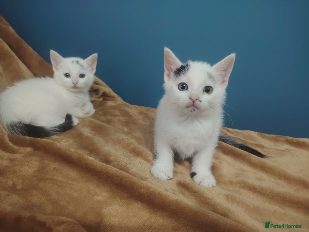 Mixed Breed cats for sale: Kittens  - Image 16