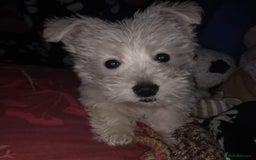 West Highland Terrier dogs for stud: For stud in Consett - Image 17