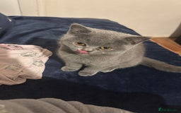 British Shorthair cats for sale: British Shorthair Blue – 4-Month-Old Kitten - Advert 5