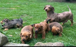 Mixed Breed dogs for sale: Stunning Daxi x Norfolk terrier  - Image 14