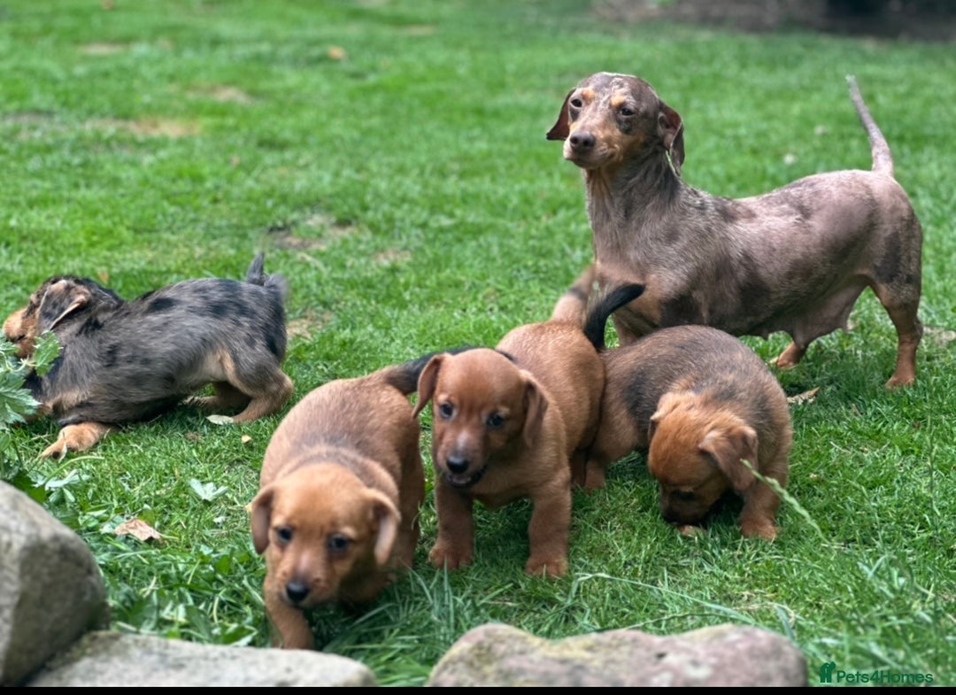 Mixed Breed dogs for sale: Stunning Daxi x Norfolk terrier  - Image 14