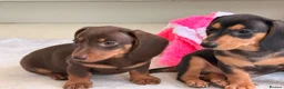 Miniature Dachshund dogs for sale: Pra clear mini dachshunds  - Advert 31