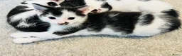 Mixed Breed cats for sale: Beautiful Black and White Kittens  - Advert 6