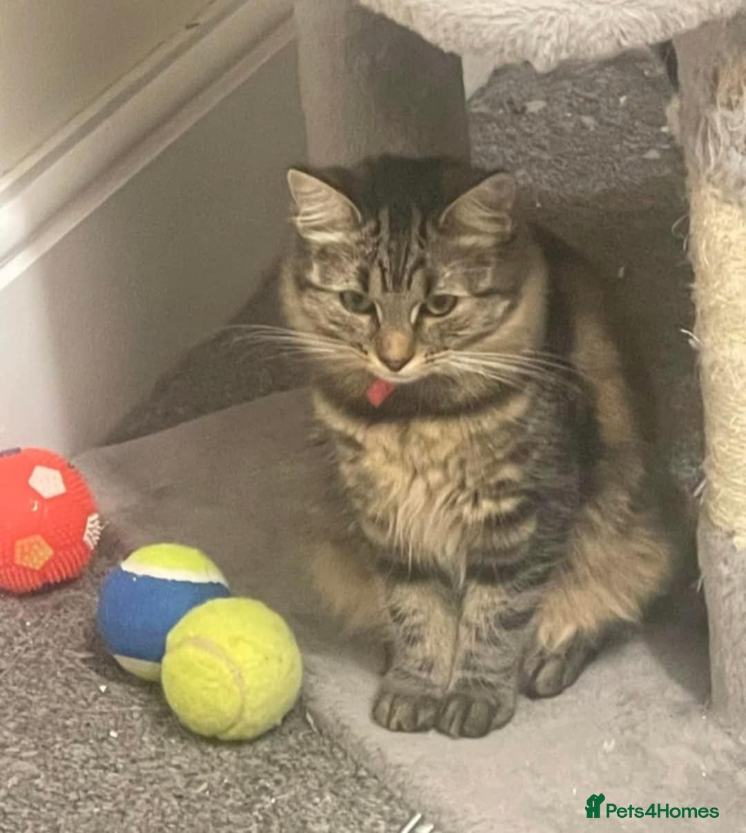 Mixed Breed cats for sale: Adorable kitty  - Image 4