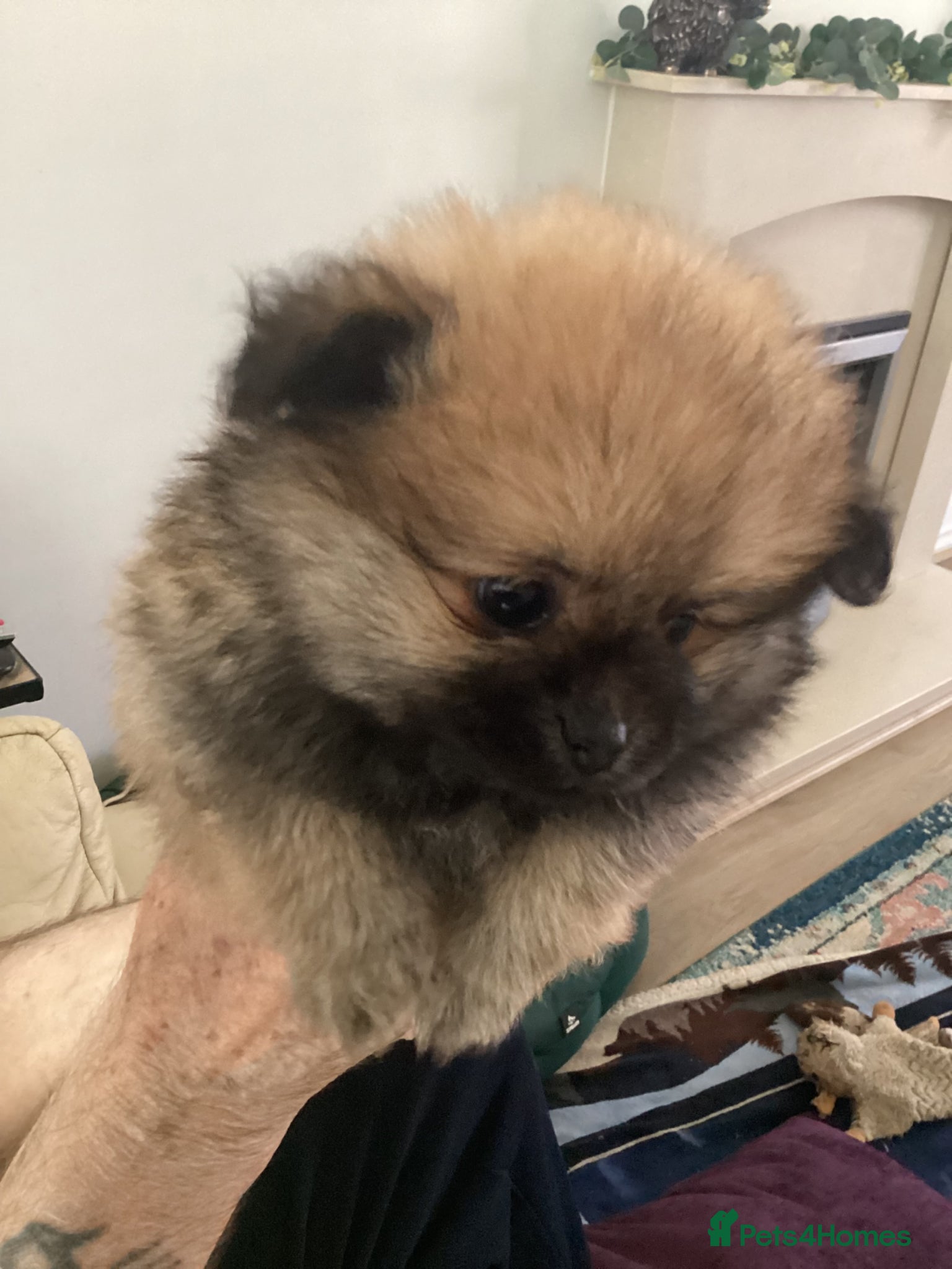 Pomeranian dogs kc reg top quality teddy Pomeranian pups  - Advert 2