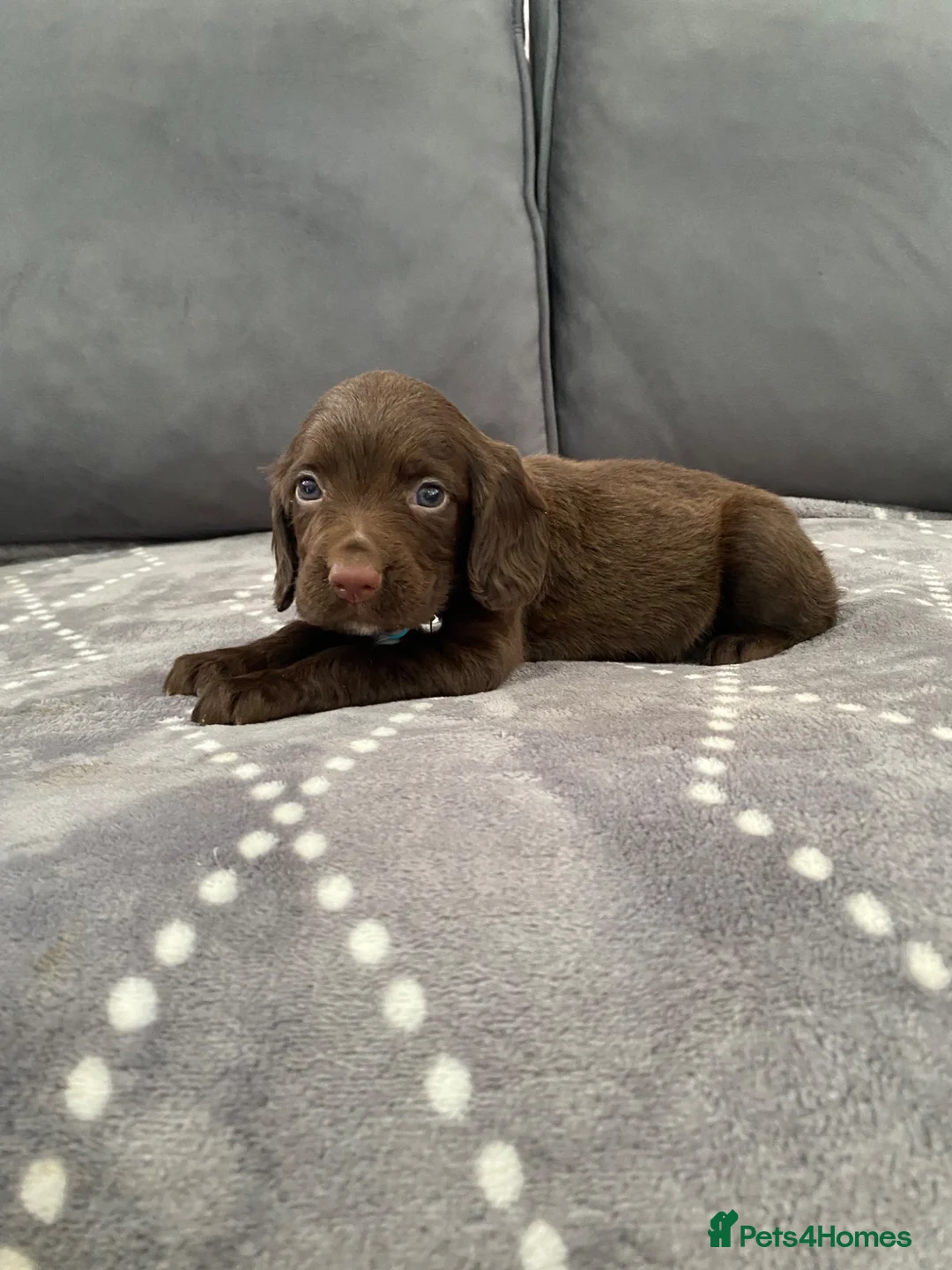 Cocker Spaniel dogs for sale: Peppa beautiful puppies - Advert 2