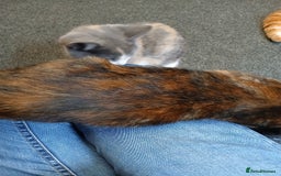 Mixed Breed cats for sale: 2 beautiful female lovely kittens and playfull - Image 20