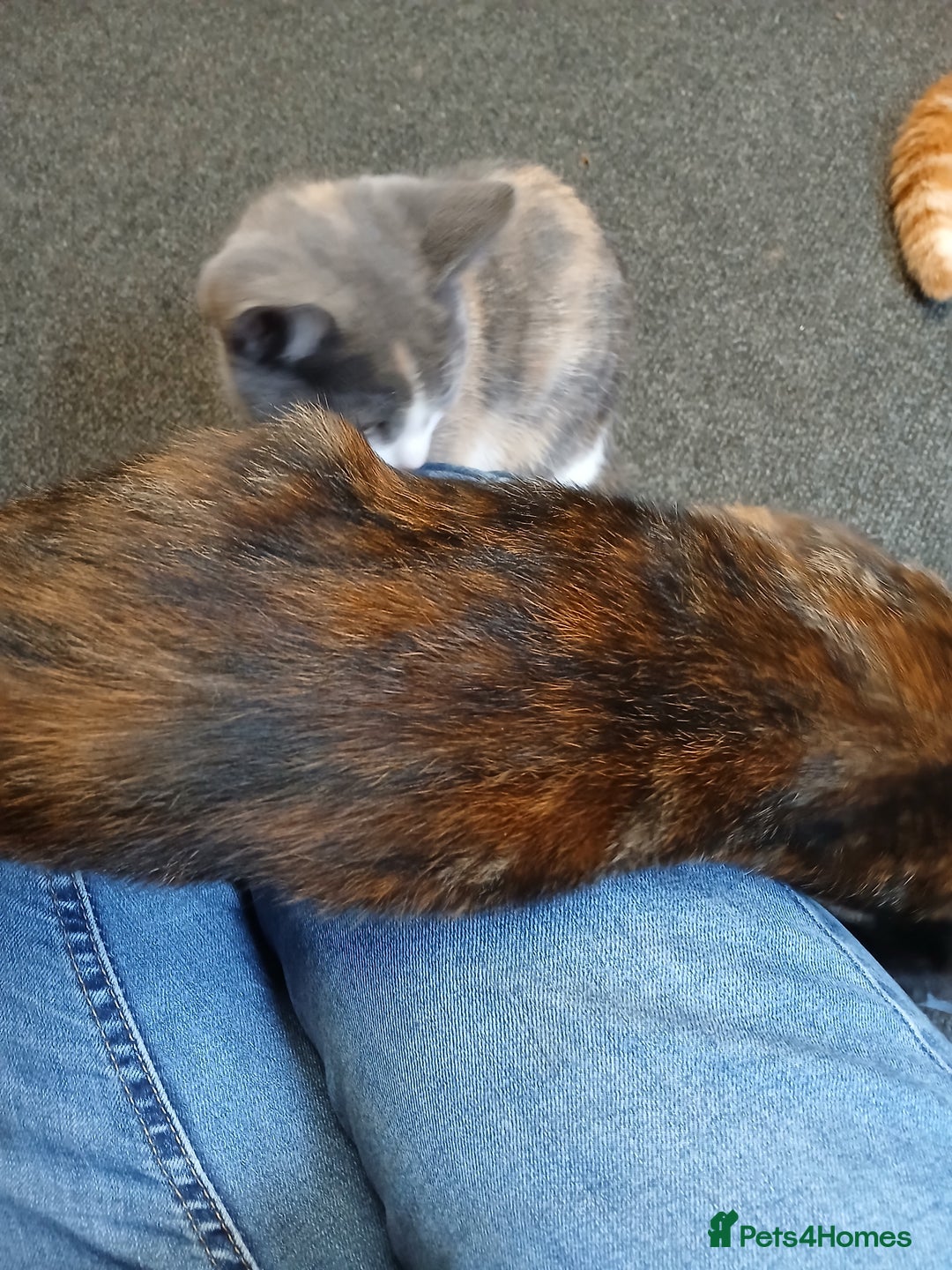 Mixed Breed cats for sale: 2 beautiful female lovely kittens and playfull - Image 20
