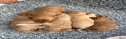 Jackapoo dogs for sale: Gorgeous F1B Jackapoo - Advert 7