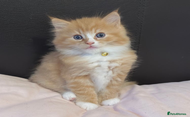 Ragdoll cats - Advert 14