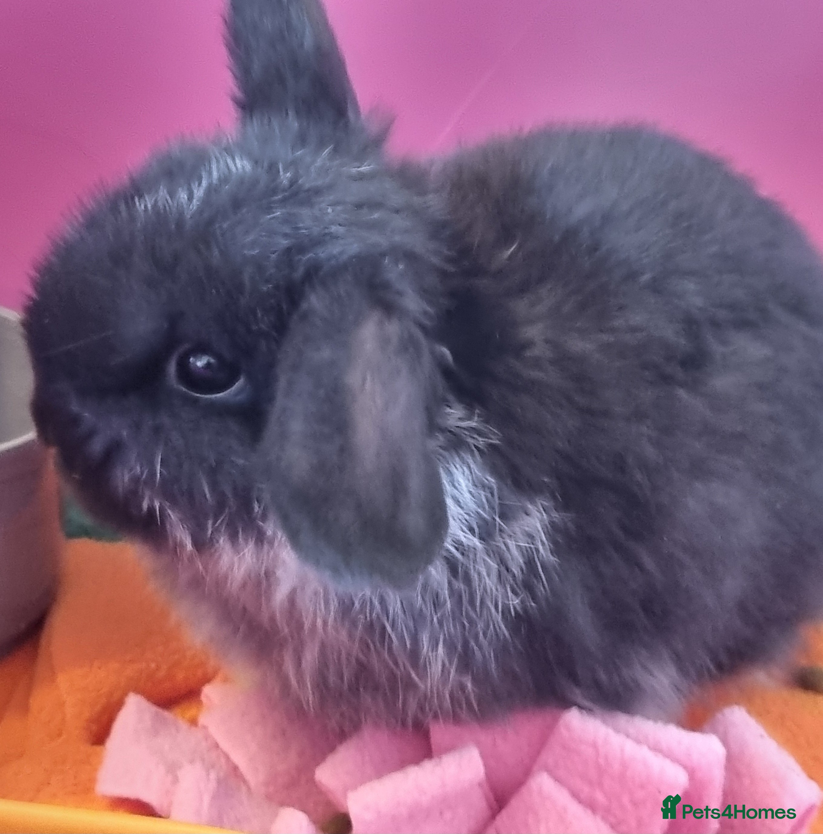 Mini Lop rabbits £80 purebred mini lop baby boy bunny  - Advert 8