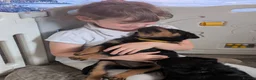 Rottweiler dogs for sale: Exceptional huge Rottweiler pups from amazing line - Advert 27