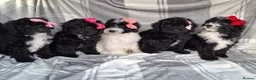 Sproodle dogs for sale: Adoreable f1b miniature sproodle puppies. - Advert 5