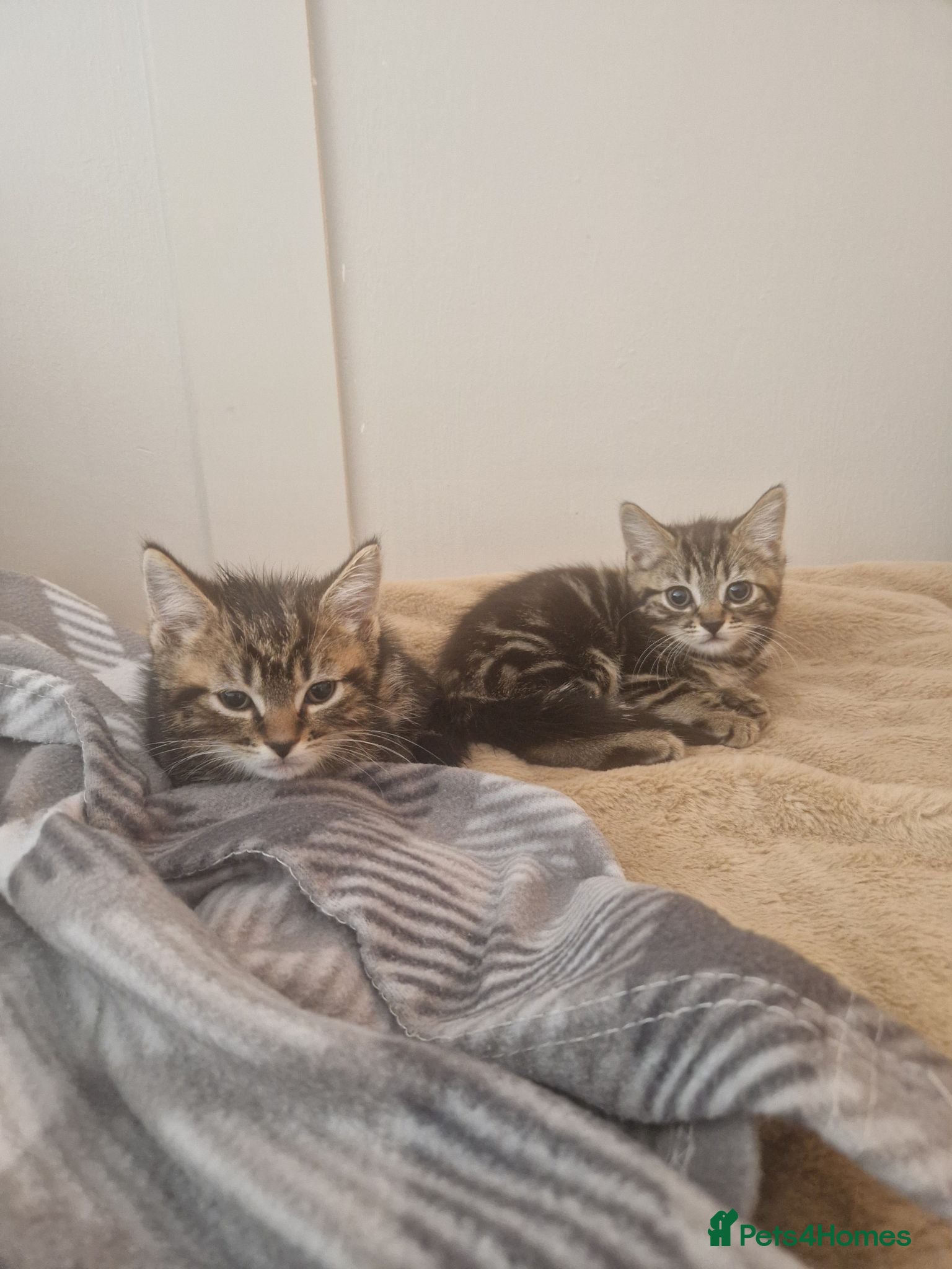 Domestic Shorthair cats Ready to go  - Advert 1