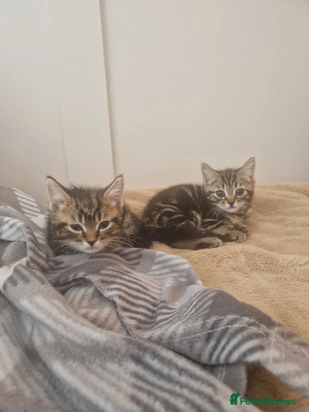 Domestic Shorthair cats for sale: Ready to go  - Advert 1